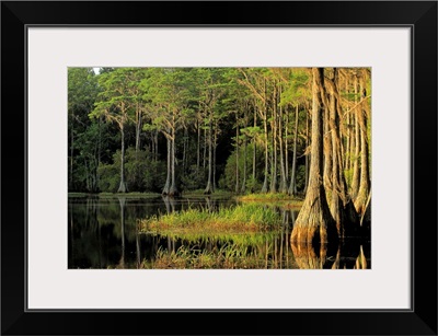 Cypress trees in Lake Bradford Region, Tallahassee, Florida