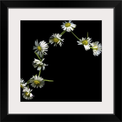 Daisy chain on background.