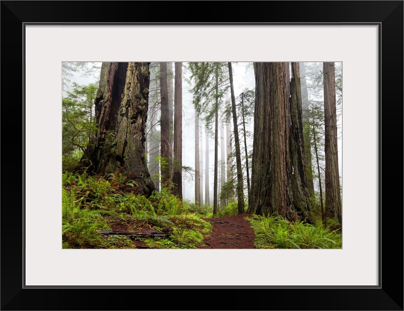 Damnation trail in Del Norte Redwoods State Park, CA.