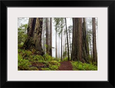 Damnation Trail Through Redwoods