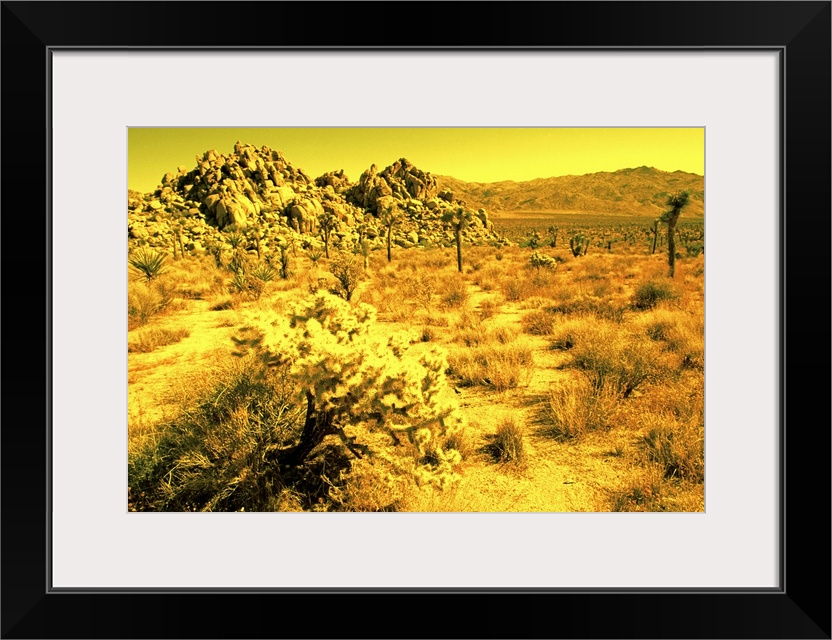 Desert landscape