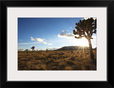 Desert landscape with tree and blue sky