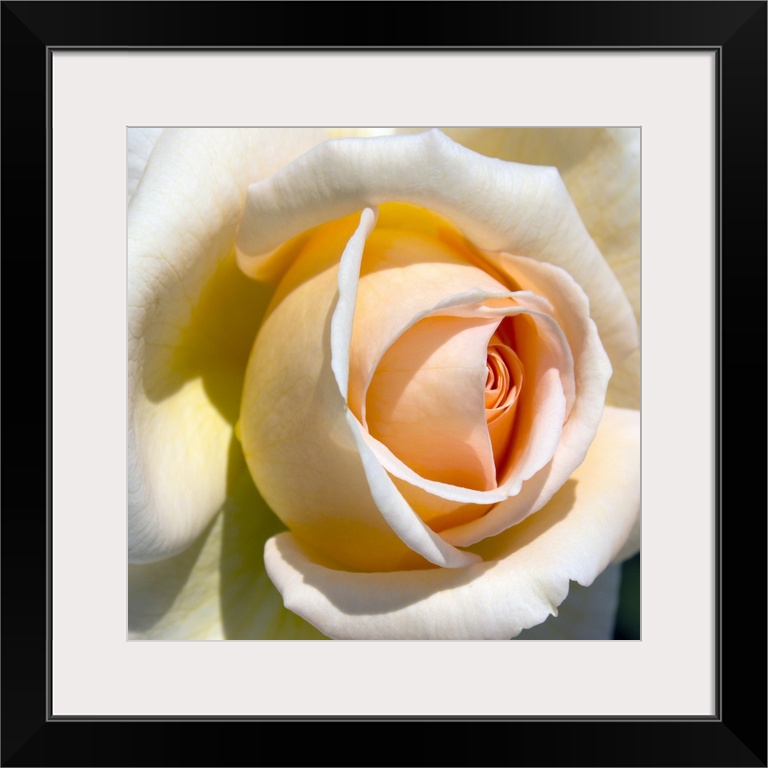 A nature close up of a rose petal on square shaped wall art to decorate the home or retail space.