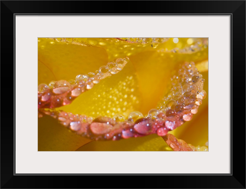 Dew on flower petals