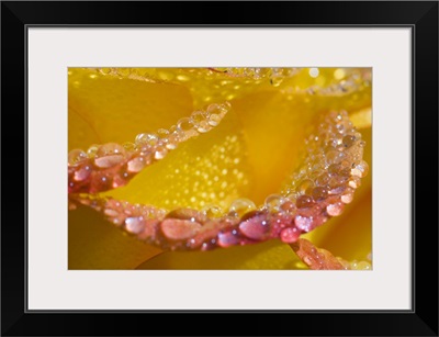 Dew on flower petals