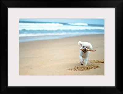 Dog playing on beach