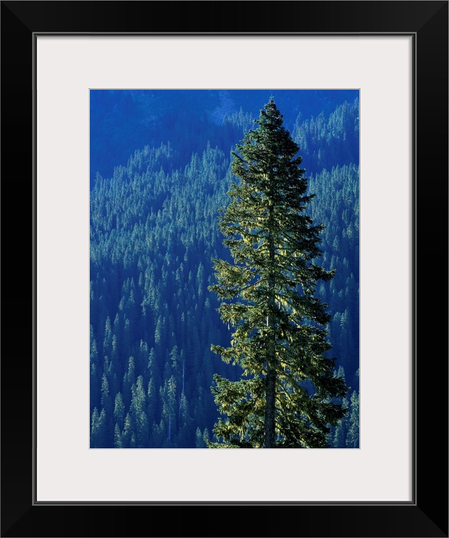 Douglas Fir In Mount Rainier National Park