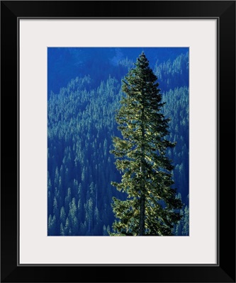 Douglas Fir In Mount Rainier National Park