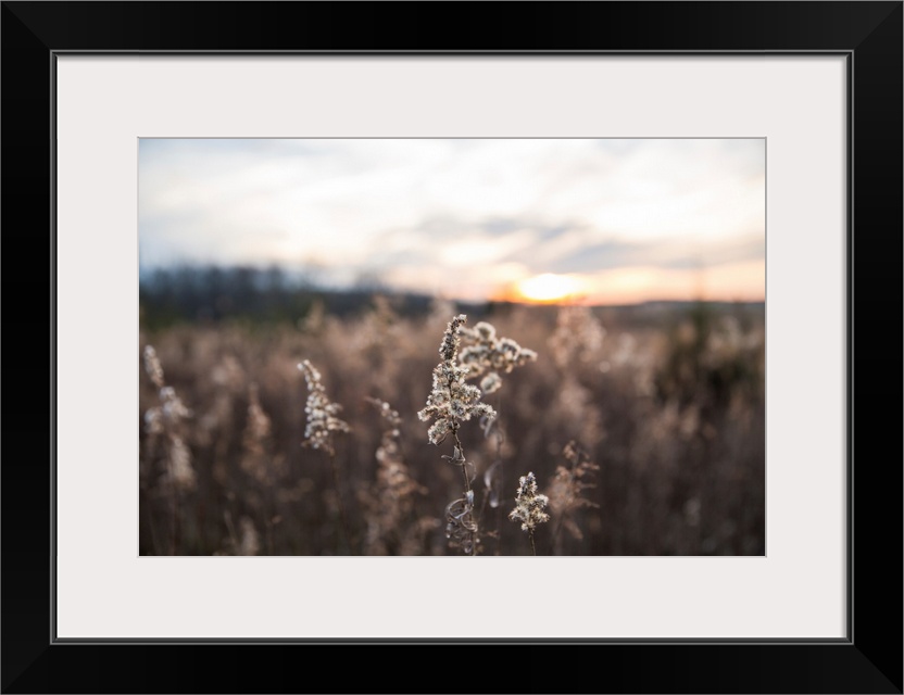 Dried Wild Grass And Country Fields With Winter Sunset