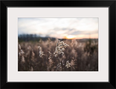 Dried Wild Grass And Country Fields With Winter Sunset