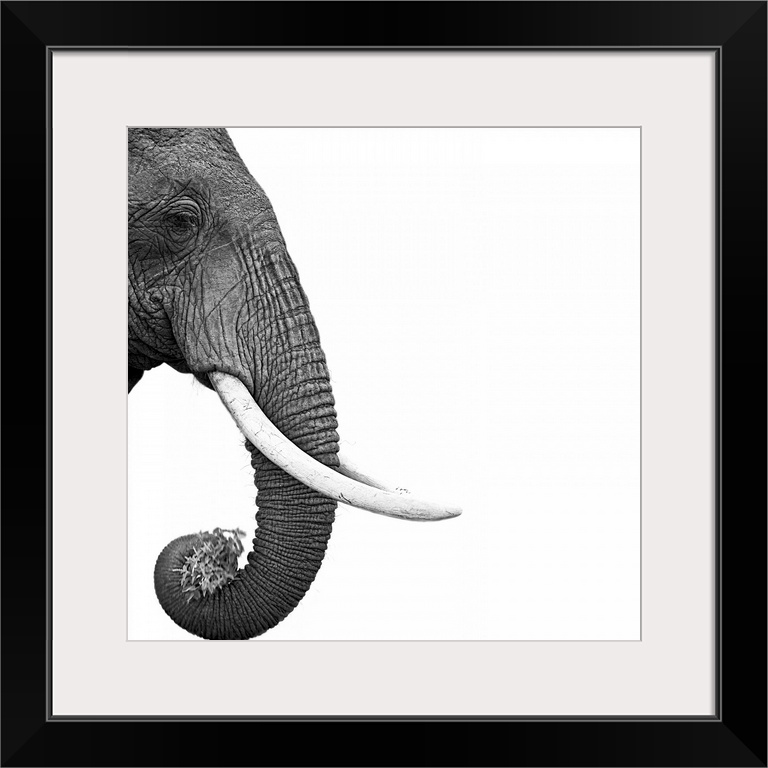 An artistic black and white shot of just an elephants face, trunk and tusks skewed to the left side of the piece.