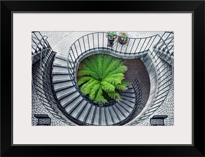 Elephant fern inside circular stairwell
