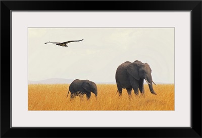 Elephants in grass field with flying lappet, Masai Mara, Kenya.