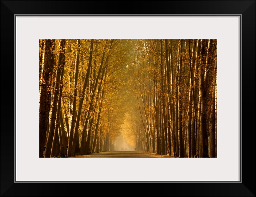 Empty Road in a forest, Srinagar, India