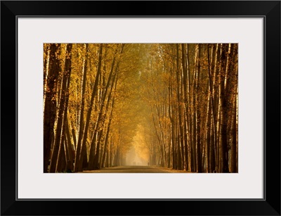 Empty Road in a forest, Srinagar, India