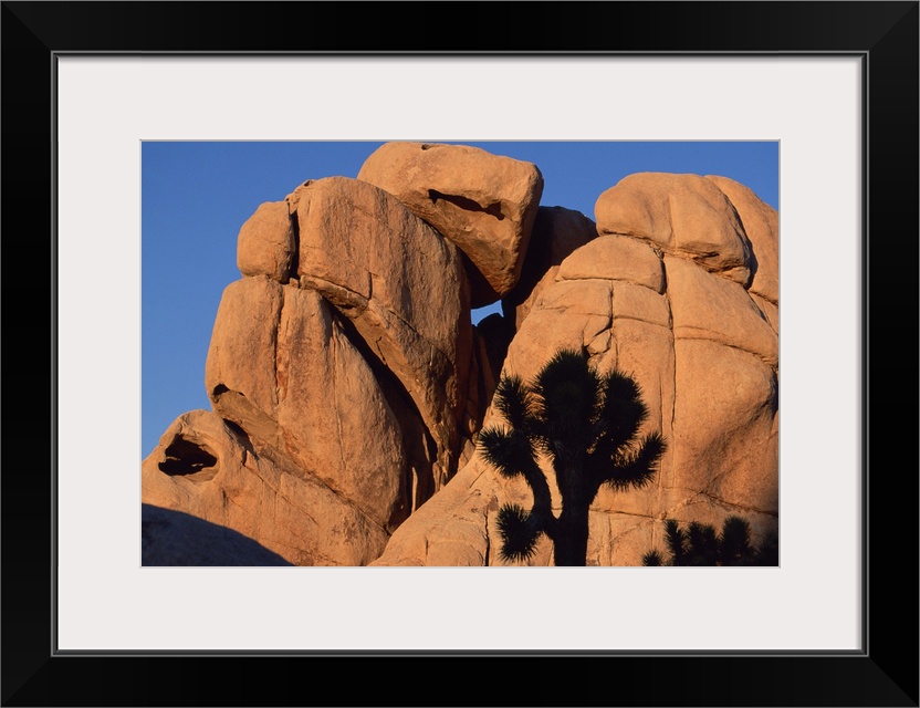 Eroded monzogranite rock at Joshua Tree National Park , California