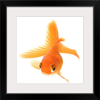 Fantail goldfish (Carassius auratus)