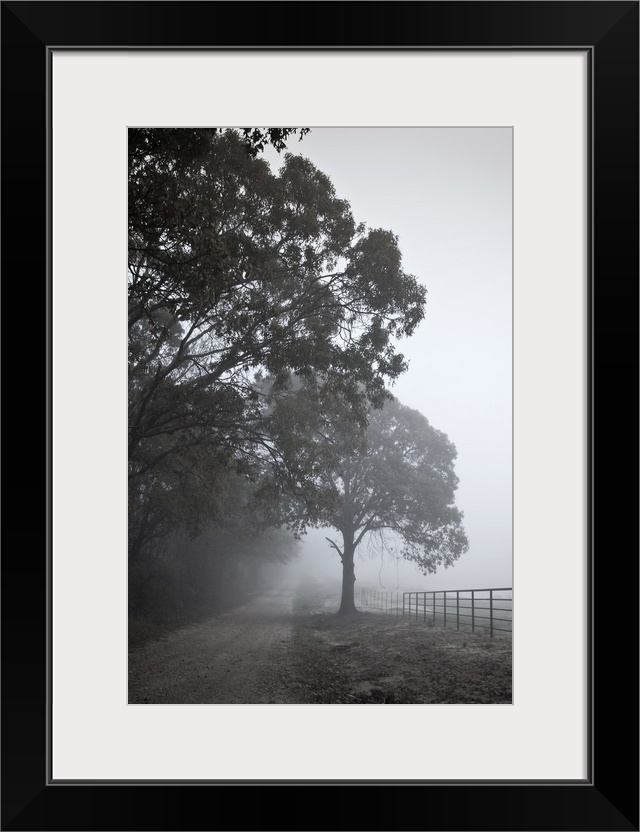 Farm road with light fog and fence beside tree.