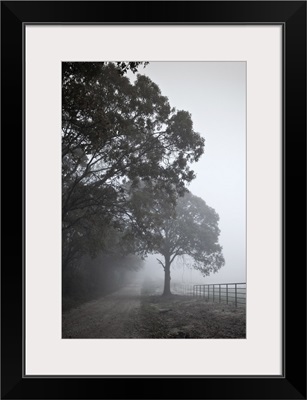 Farm road with light fog and fence beside tree.