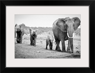 Female African elephant and three calves, Kenya.