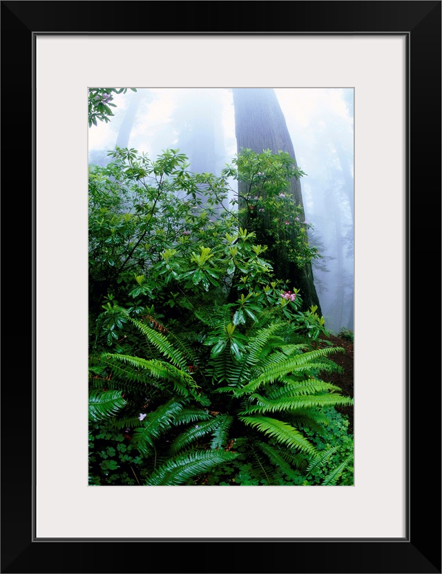 Ferns And Rhododendrons Among Redwoods