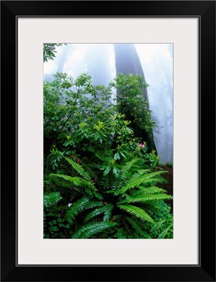 Ferns And Rhododendrons Among Redwoods