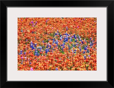 Field Of Bluebonnets And Paint Brush