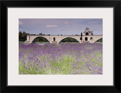 Field of lavender, St. Benezet's Bridge, Rhone River, Avignon, France
