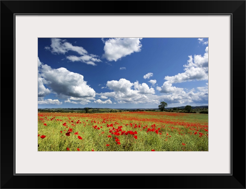 Field of red poppies, Corbridge, Northumberland.