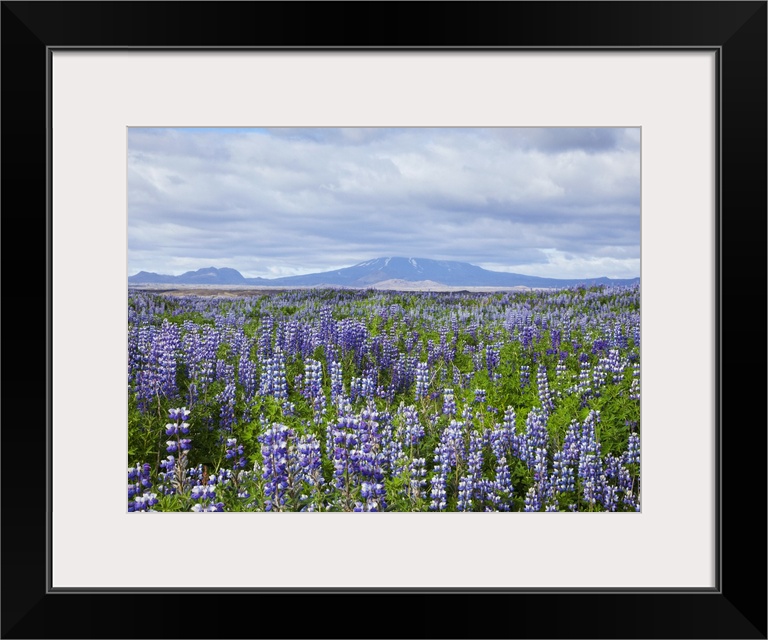 Field with lupine flowers and a volcano in background, Iceland.