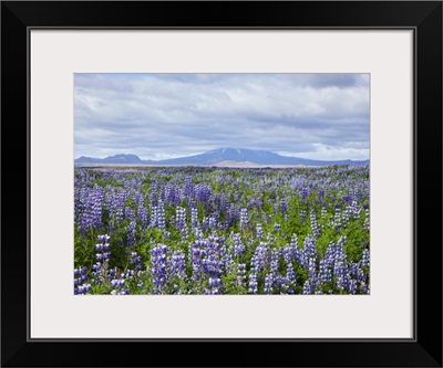 Field with lupine flowers and a volcano