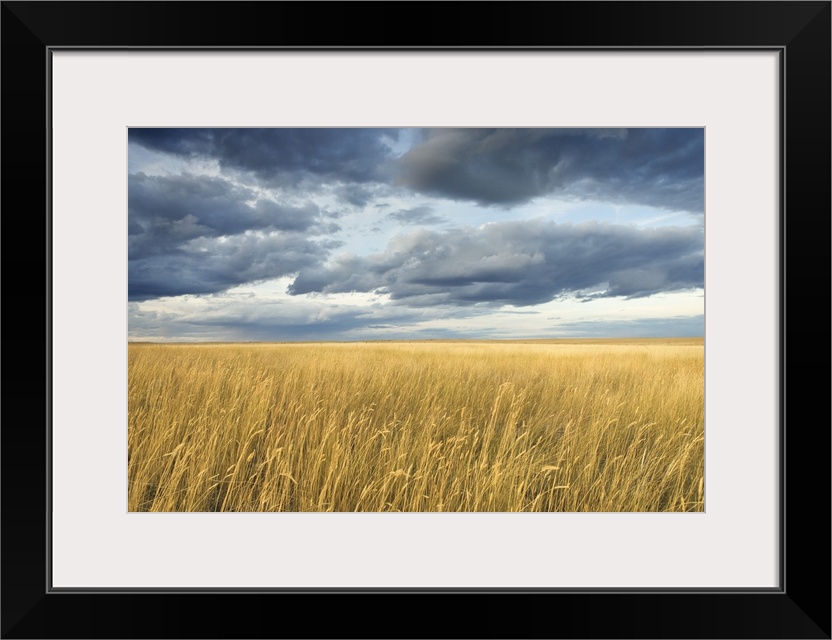 Field with storm clouds