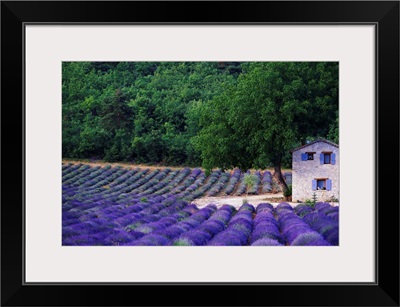 Fields Of Lavender By Rustic Farmhouse