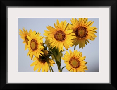 Fields of sunflowers in the early morning sunshine around the town of Cetona, Italy