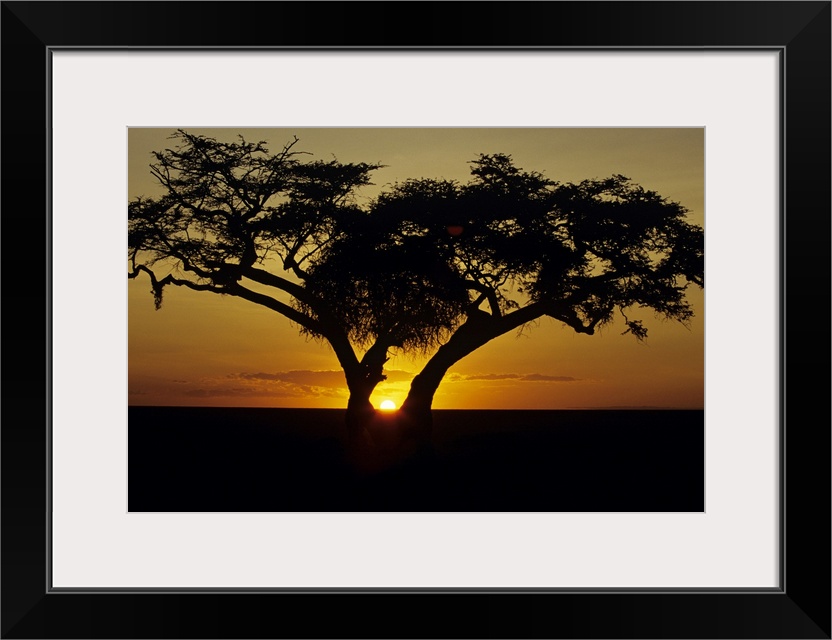 A landscapre photograph of a beautiful sunset taken on the horizon through a fig tree in Africa.