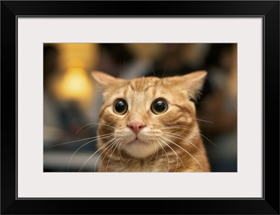 Flash photo of orange cat looking surprised with large eyes, ears back.
