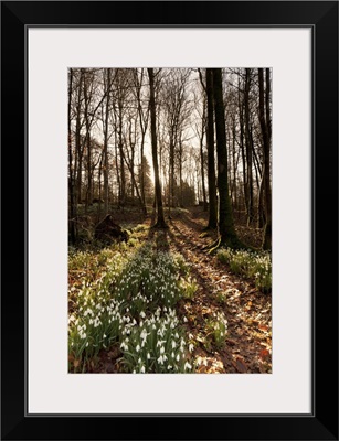 Flowerbed in a forest, Dumfries, Scotland