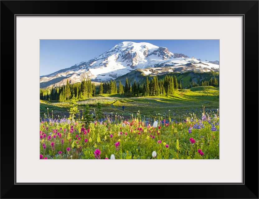 Oversized, landscape photograph of a field of wildflowers including the purple arctic lupine (Lupinus arcticus), Magenta P...
