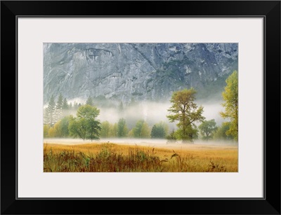 Fog in a forest, Yosemite National Park, Mariposa County, California, USA