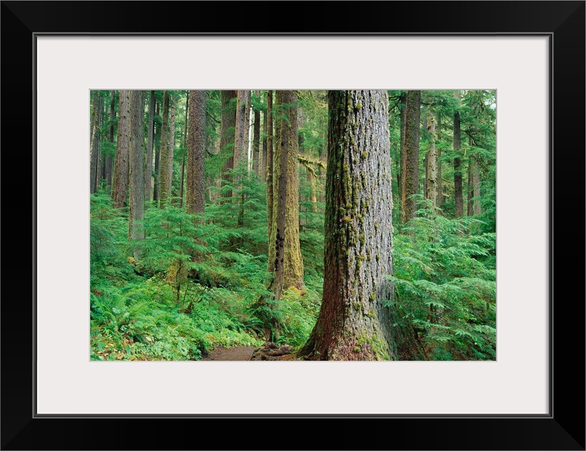 Forest Of Old Growth Douglas Firs