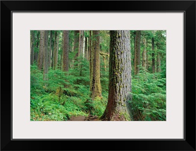 Forest Of Old Growth Douglas Firs