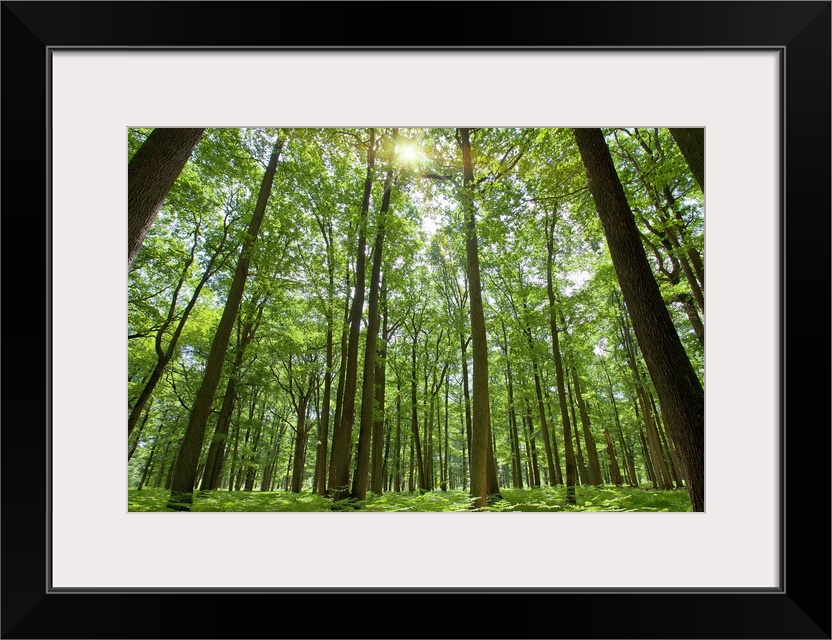 Docor perfect for the home or office of a photograph taken inside a thick forest while looking up to the tops of the trees...