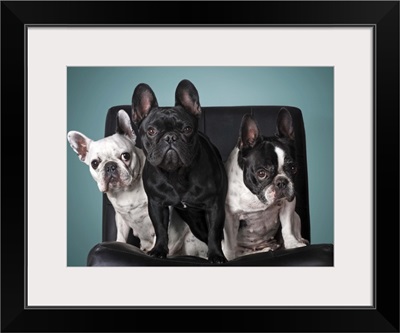 French bulldog on the chair with blue background.