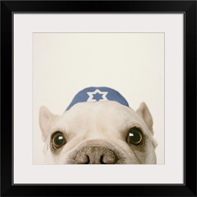 French Bulldog wearing yarmulke