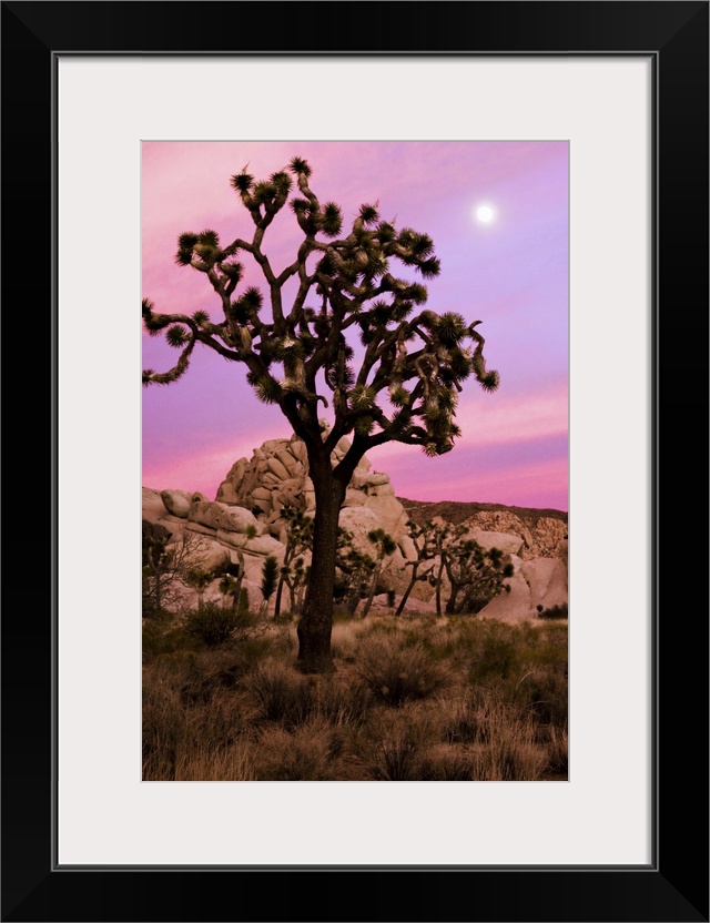 A full moon and a Joshua tree against a pink sky just after sunset. The Real Hidden Valley, Joshua Tree National Park, Cal...