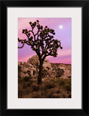 Full moon and a Joshua tree against a pink sky