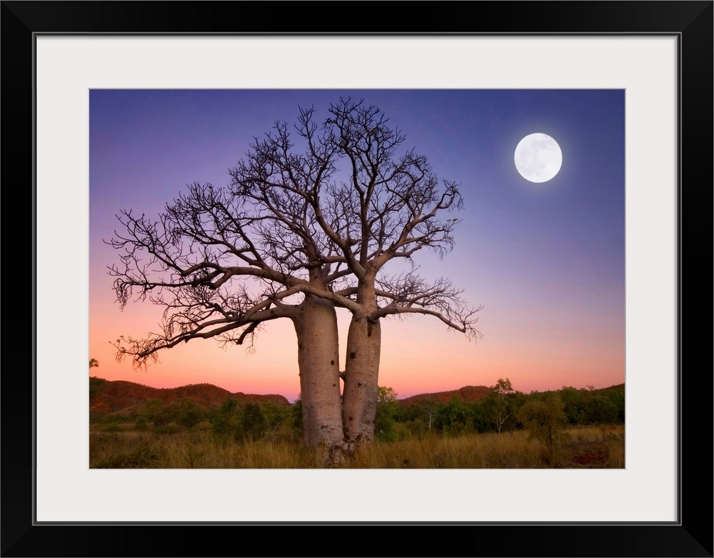 Full moon on sunset over boab trees and ranges on the bank of the Ord river in Kununurra East Kimberley WA
