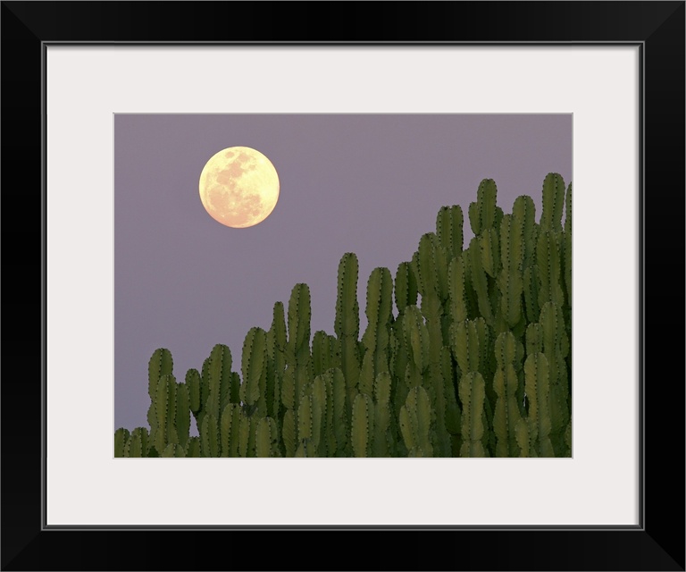 Full moon rising over cacti.