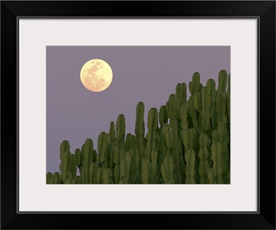 Full moon rising over cacti.