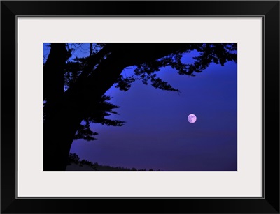 Full moon seen rising through branches of Monterey Cypress at Sea Ranch, California.